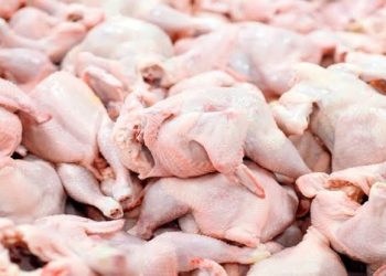 ۹۸ درصد مرغ مصرفی کشور مرغ گرم است