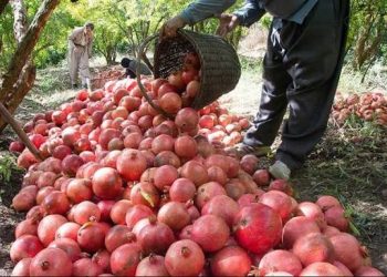 پیش‌بینی برداشت ۱۲۰ هزار تن انار از باغ‌های‌ استان یزد