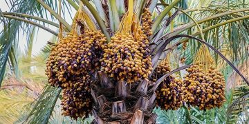 تولید خرما به یک میلیون و ۳۰۰ هزارتن می رسد