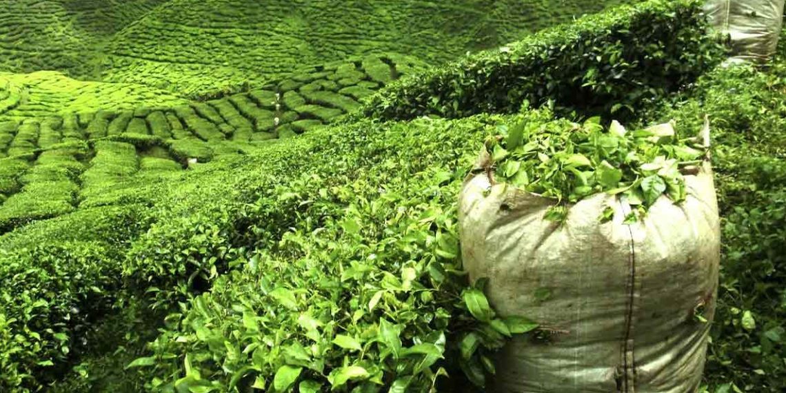 حفظ سازمان چای؛ کلید پایداری تولید و حمایت از کشاورزان