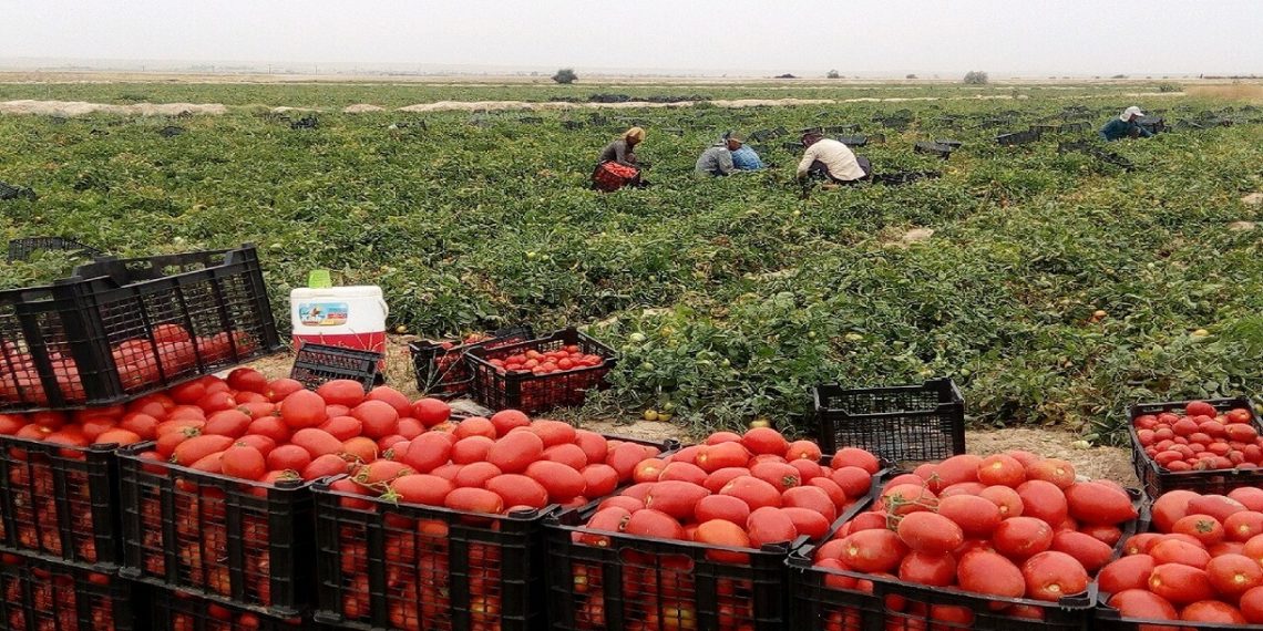 دلیل اصلی افزایش قیمت گوجه فرنگی در مشهد چیست؟