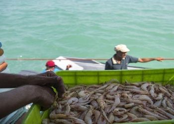 تولید میگو رکورد می زند