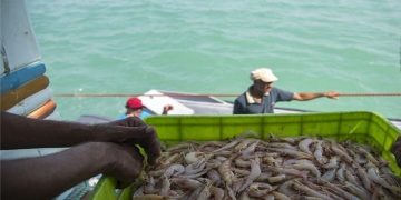 تولید میگو رکورد می زند