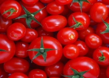 بازار گوجه فرنگی به زودی متعادل می شود