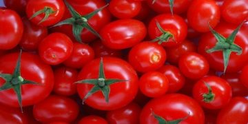 بازار گوجه فرنگی به زودی متعادل می شود