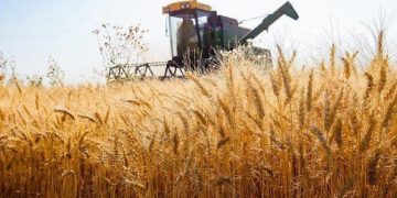 کاهش ۵۰۰ هزارهکتاری کشت گندم نسبت به سال قبل