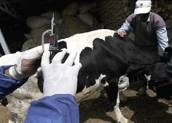 منشا ویروس جدید تب برفکی در حال بررسی/ مردم نگران مصرف گوشت و شیر نباشند