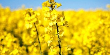 لایحه جدید دولت؛ عقب‌نشینی از خودکفایی و تهدید امنیت غذایی