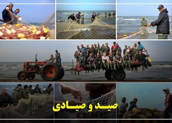 گیلان پیشتاز احیای ذخایر آبزی؛ صید ماهیان استخوانی ۴۰ درصد رشد کرد