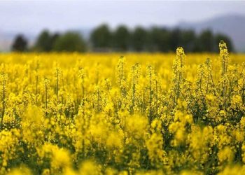 تولید دانه‌های روغنی به شرکت‌های واردکننده غیردولتی واگذار شد