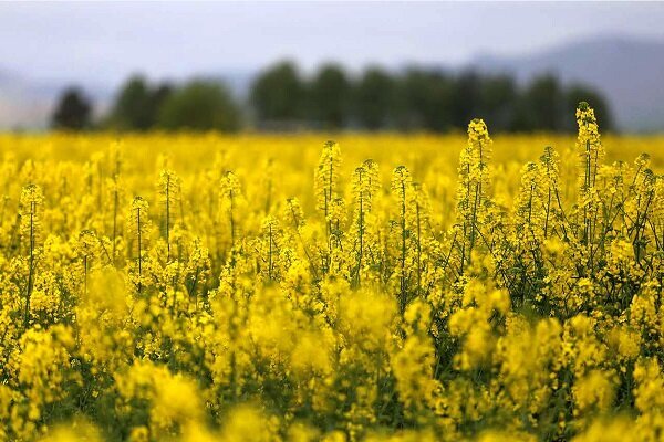 تولید دانههای روغنی به شرکتهای واردکننده غیردولتی واگذار شد