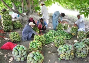 اختصاص بخش اعظمی از باغات جنوب سیستان و بلوچستان به کشت موز و انبه