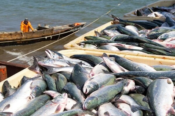 واگذاری مدیریت بنادر ماهیگیری؛ گامی بهسوی بهرهوری و مشارکت مردمی