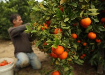 راه نجات پرتقال مازندران؛ از سورتینگ و برندینگ تا فروش مستقیم