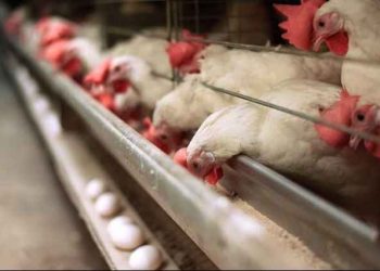 رئیس اتحادیه تعاونی‌های مرغ تخم‌گذار کرمانشاه: کمبود نهاده علت اصلی گران شدن تخم‌مرغ است