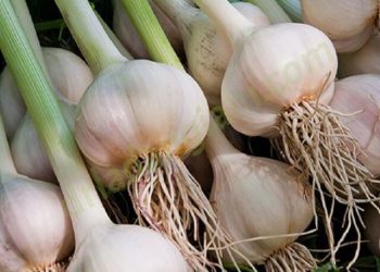 رئیس کمیسیون صادرات غیرنفتی اتاق بازرگانی استان: قیمت بالای سیر موجب کاهش صادرات سیر همدان شد