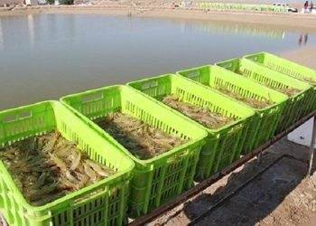 معاون آبزی پروری اداره کل شیلات استان: تولید میگو در سیستان و بلوچستان به ۵۰۰۰ تن می‌رسد