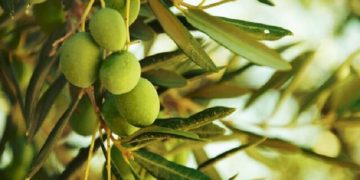 کمبود منابع آبی، محدودیتی برای توسعه باغات زیتون در خراسان شمالی