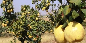 تولید ۲۰ هزار تن «به» در فارس