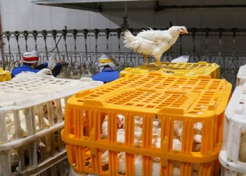 در بازار مرغ چه می‌گذرد؟