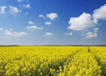 رونق کشت کلزا در دهلران با وجود چالش آبی