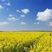 رونق کشت کلزا در دهلران با وجود چالش آبی