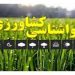 ضرورت تسریع کشت گندم دیم در مناطق سردسیر