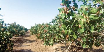 صادرات ۳۹۳میلیون دلاری محصولات کشاورزی خراسان رضوی
