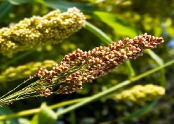 چرا کشت خاویار سبز در خراسان شمالی رونق نگرفته است؟