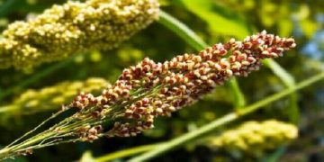 چرا کشت خاویار سبز در خراسان شمالی رونق نگرفته است؟