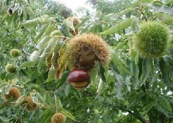 عدم زادآوری از مشکلات ذخیره گاه‌های جنگلی خراسان شمالی