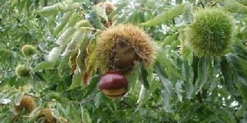 عدم زادآوری از مشکلات ذخیره گاه‌های جنگلی خراسان شمالی