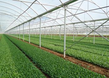 بیش از ۱۱۰۰ هکتار به مساحت گلخانه‌های کشور افزوده شد