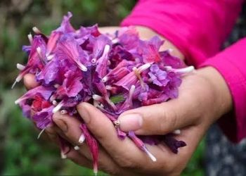 نگین ارغوانی اشکورات در معرض تهدیدات پنهان؛ استانداردسازی ضرورت دارد