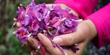 نگین ارغوانی اشکورات در معرض تهدیدات پنهان؛ استانداردسازی ضرورت دارد