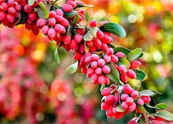 زرشک، گیاه بومی خراسان‌جنوبی با ظرفیت‌های دارویی و اقتصادی جهانی