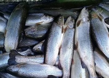 افزایش قیمت ماهی قزل‌آلا در نیمه دوم سال