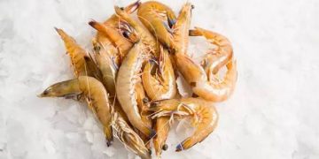 صدور موافقت اصولی ۱۰ هزار هکتار اراضی پرورش میگو در خوزستان