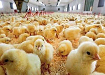 قیمت هر قطعه جوجه یکروزه به ۵ هزارتومان رسید