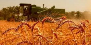کشاورزان دیم کار اقدام به کشت کنند