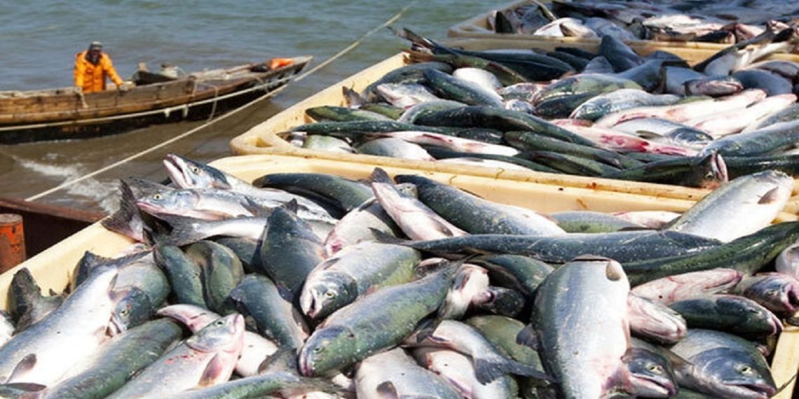 گرانی ماهی ارتباطی به تولیدکننده ندارد