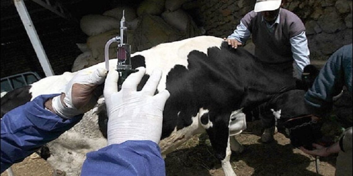 میزان خسارت تب برفکی به تولید شیرخام استان تهران کمتر از ۲ درصد است