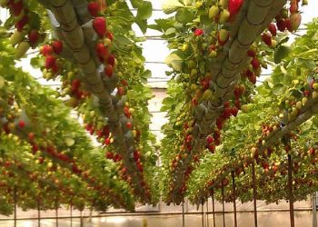 سرپرست مدیریت باغبانی سازمان جهاد کشاورزی استان: زنجان توانایی تبدیل‌ شدن به قطب تولید محصولات گلخانه‌ای را دارد