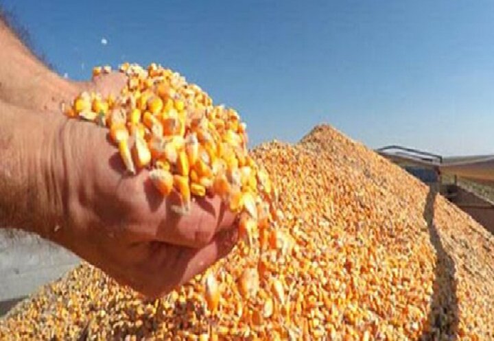 ذرت خریداری شده به زودی در مرغداریها توزیع میشود