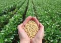 برداشت ۹۲۰ تن سویا در مزارع ساری/ عملکردی فراتر از انتظار در سال خشکسالی