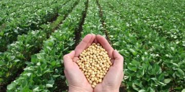 برداشت ۹۲۰ تن سویا در مزارع ساری/ عملکردی فراتر از انتظار در سال خشکسالی