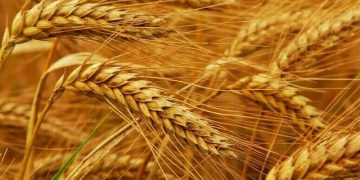 محکومیت ۱۸۰ میلیارد ریالی برای عرضه خارج از شبکه گندم در لرستان