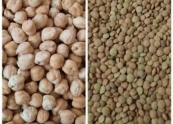 آغاز کشت حبوبات در اراضی دیم شهرستان دهلران