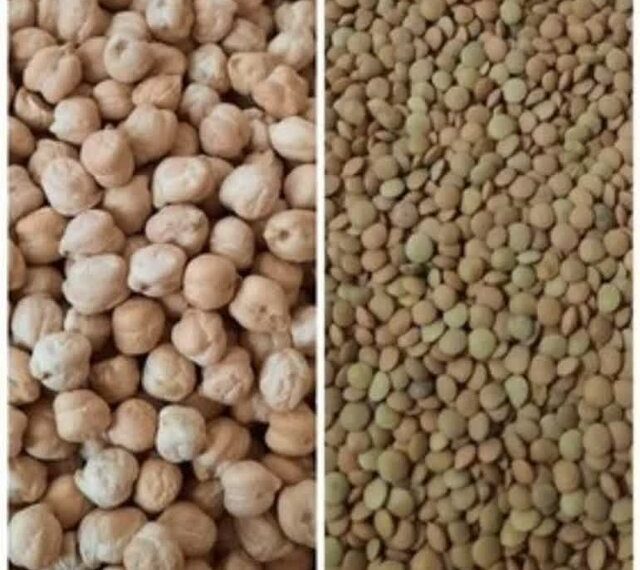 آغاز کشت حبوبات در اراضی دیم شهرستان دهلران