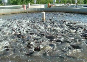 آینده‌ای روشن برای صنعت شیلات چهارمحال و بختیاری، با تکمیل زنجیره ارزش